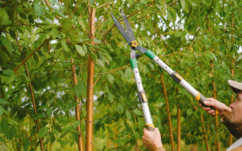 Tree trimming in Mannsville, KY
