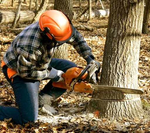 Tree Removal in Mannsville, KY